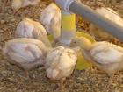 Criadores de frango comemoram a boa fase da atividade no Paraná