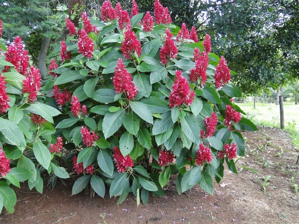 Jardim Para Beija Flores Saiba Quais Plantas Cultivar Para Atrair Especies Terra Da Gente G1