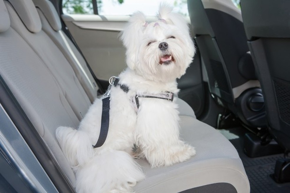 O equipamento de segurança deve prender o cachorro no cinto do carro (Foto: Thinkstock) — Foto: Auto Esporte