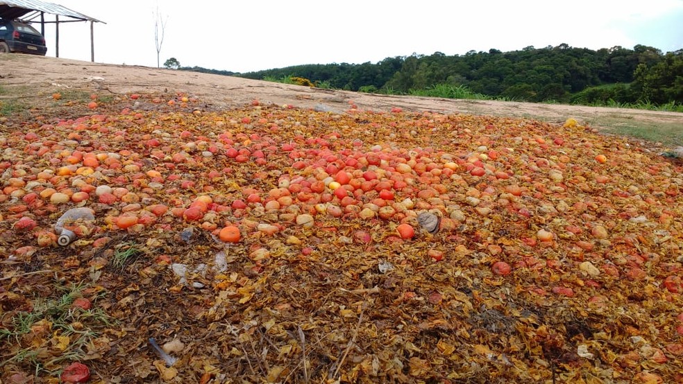 Agricultores descartam toneladas de tomate em Ribeirão Branco — Foto: Cláudio de Souza/TV TEM