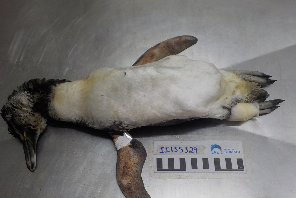 Pinguim foi resgatado mas veio a óbito; plástico foi encontrado em seu estômago — Foto: Divulgação/Instituto Biopesca