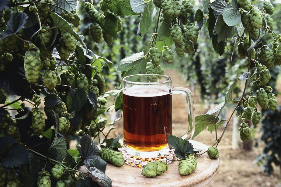 Resíduo de malte de cervejarias pode ajudar a combater poluição por cafeína em biomas aquáticos