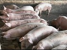 Reação do preço do suíno causa aumento no lucro do criador em MG