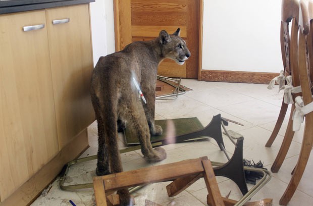 Os animais que já invadiram o campo