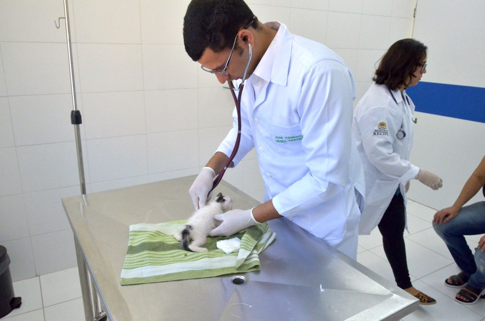 Animais são avaliados por veterinários antes da cirurgia de castração (Foto: Luciano Ferreira/PCR/Divulgação)