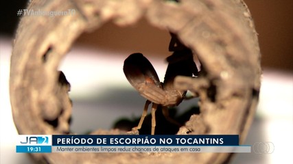 Acidentes com escorpiões aumentam na época de chuva; casos passam de 1,4 mil em 2023