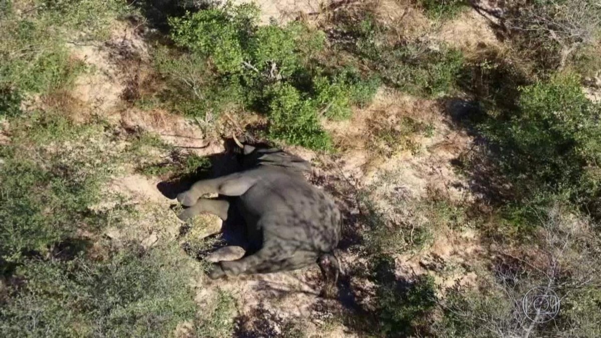 Toxinas naturais teriam causado a morte de centenas de elefantes em Botsuana thumbnail