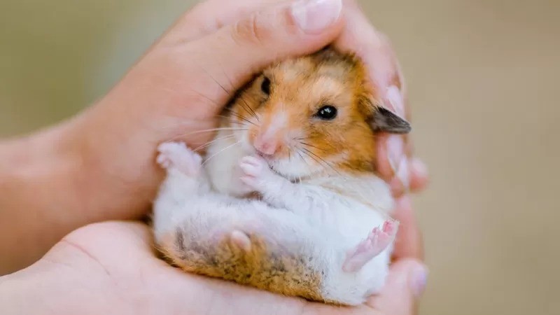 Em Hong Kong, hamsters vendidos num pet shop pegaram covid e transmitiram para pessoas (Foto: GETTY IMAGES via BBC)