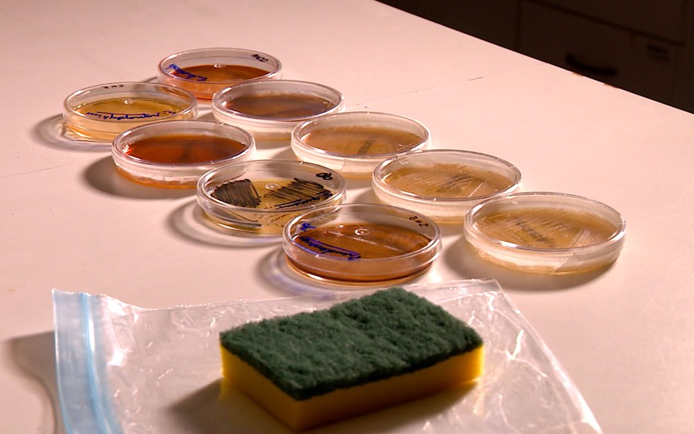 Esponja usada por 15 dias sem ser higienizada pode ter 680 milhões de fungos e bactérias — Foto: Reprodução / TV Globo