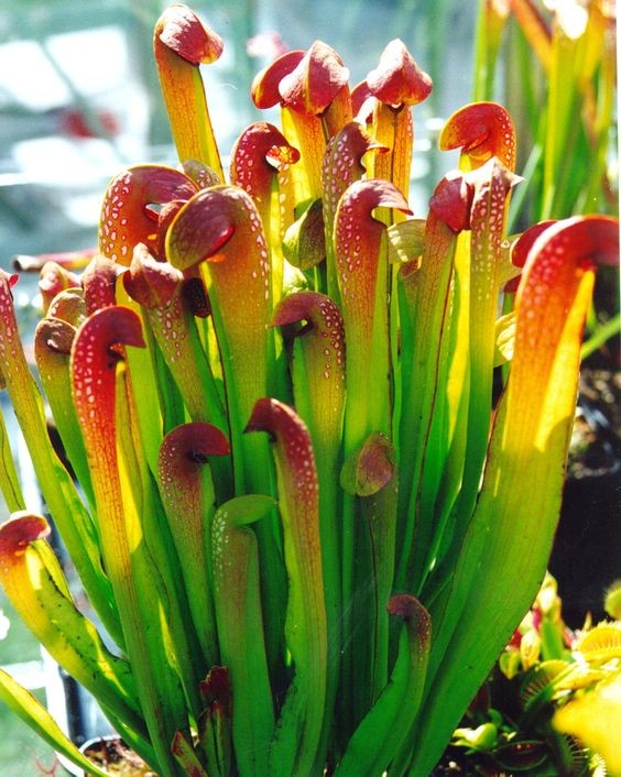 Plantascarnivoras