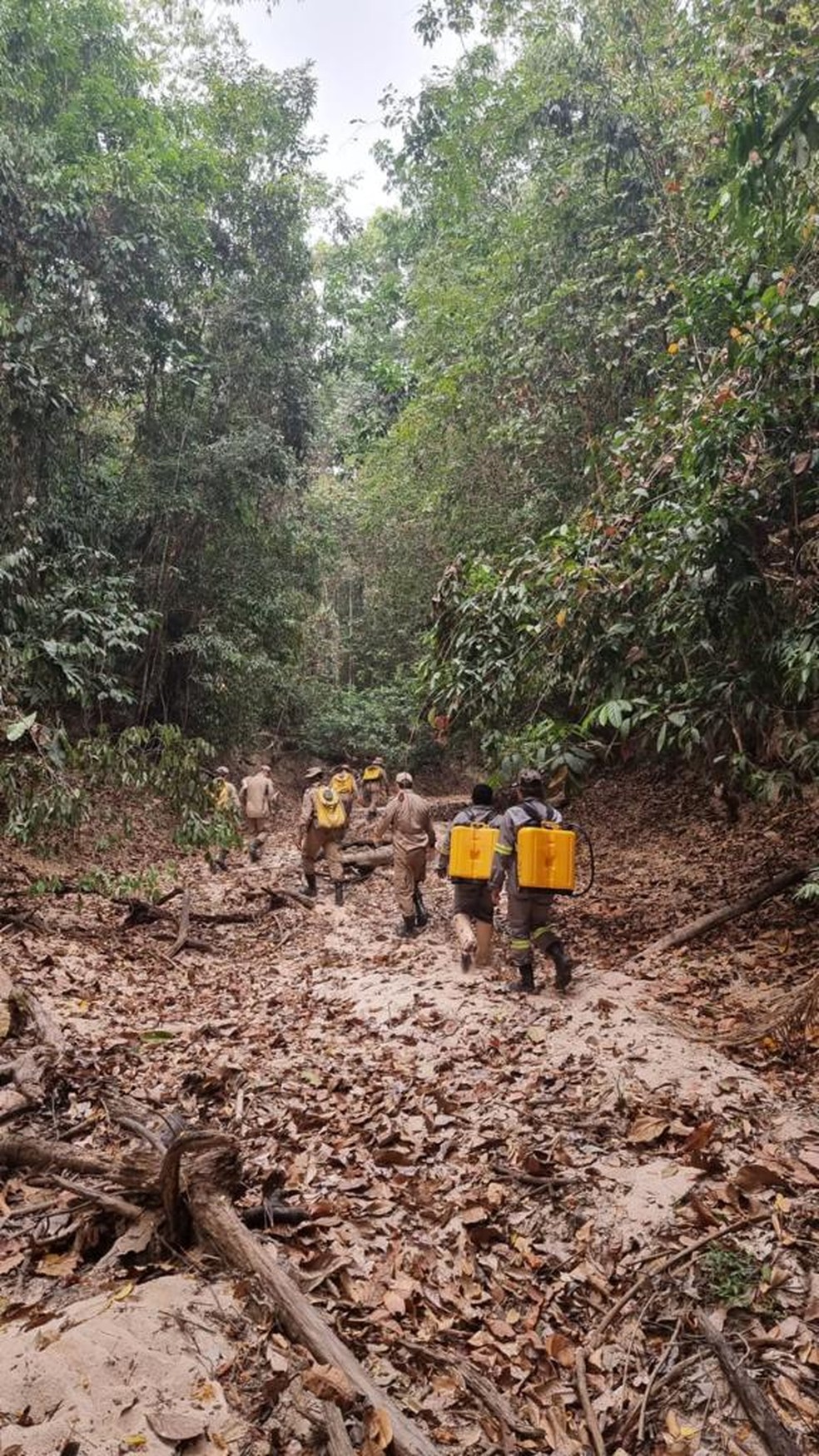 Brigadistas caminham por trilha no Parque Cristalino II — Foto: SOS Cristalino/Divulgação