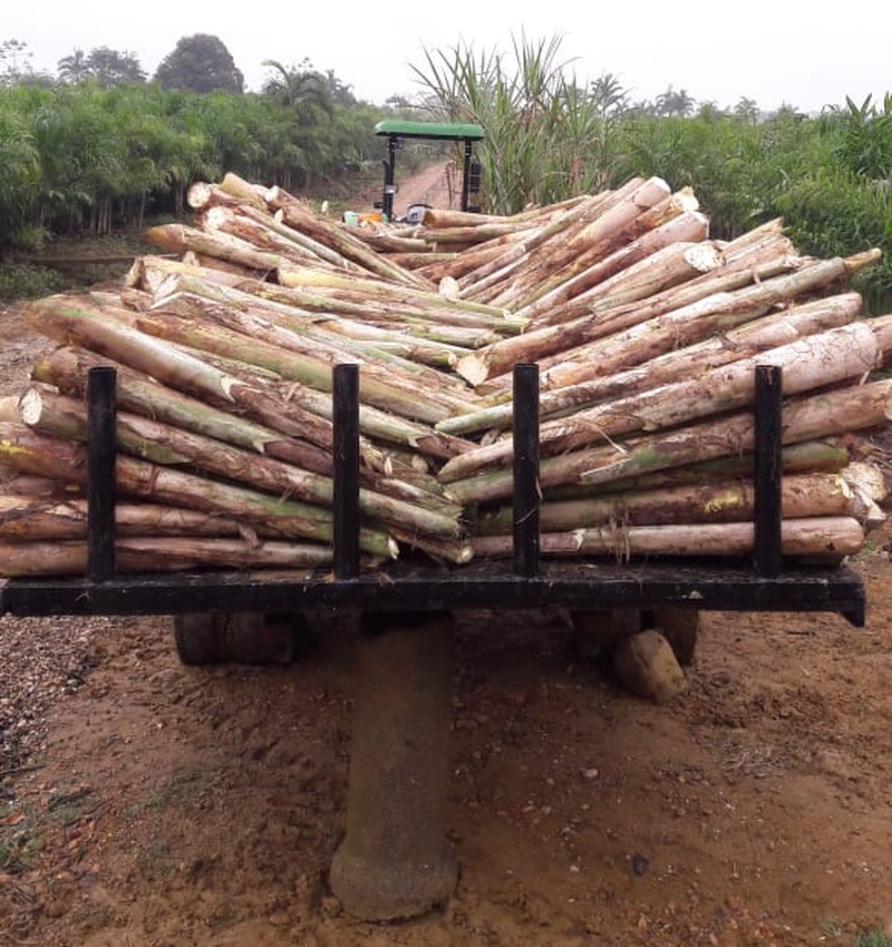 Região do Vale do Ribeira (SP) é conhecida pela produção de palmito — Foto: Divulgação/Valquíria Queiroz