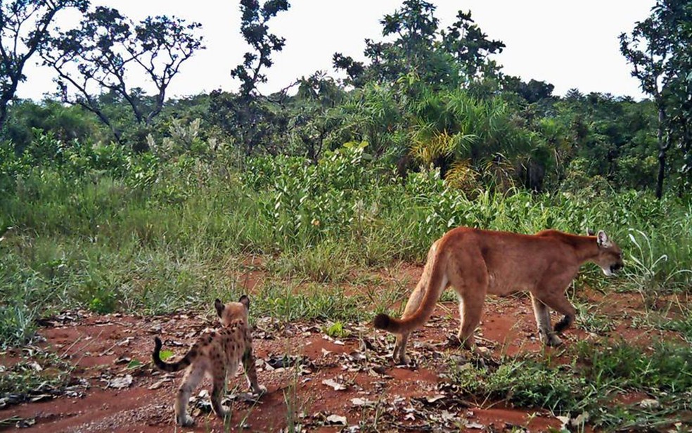 Onça parda e filhote flagrados no Parque Nacional de Brasília, em imagem de arquivo — Foto: Parque Nacional de Brasília/Reprodução