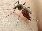 Pesquisa estabelece relação entre problemas linfáticos e chikungunya