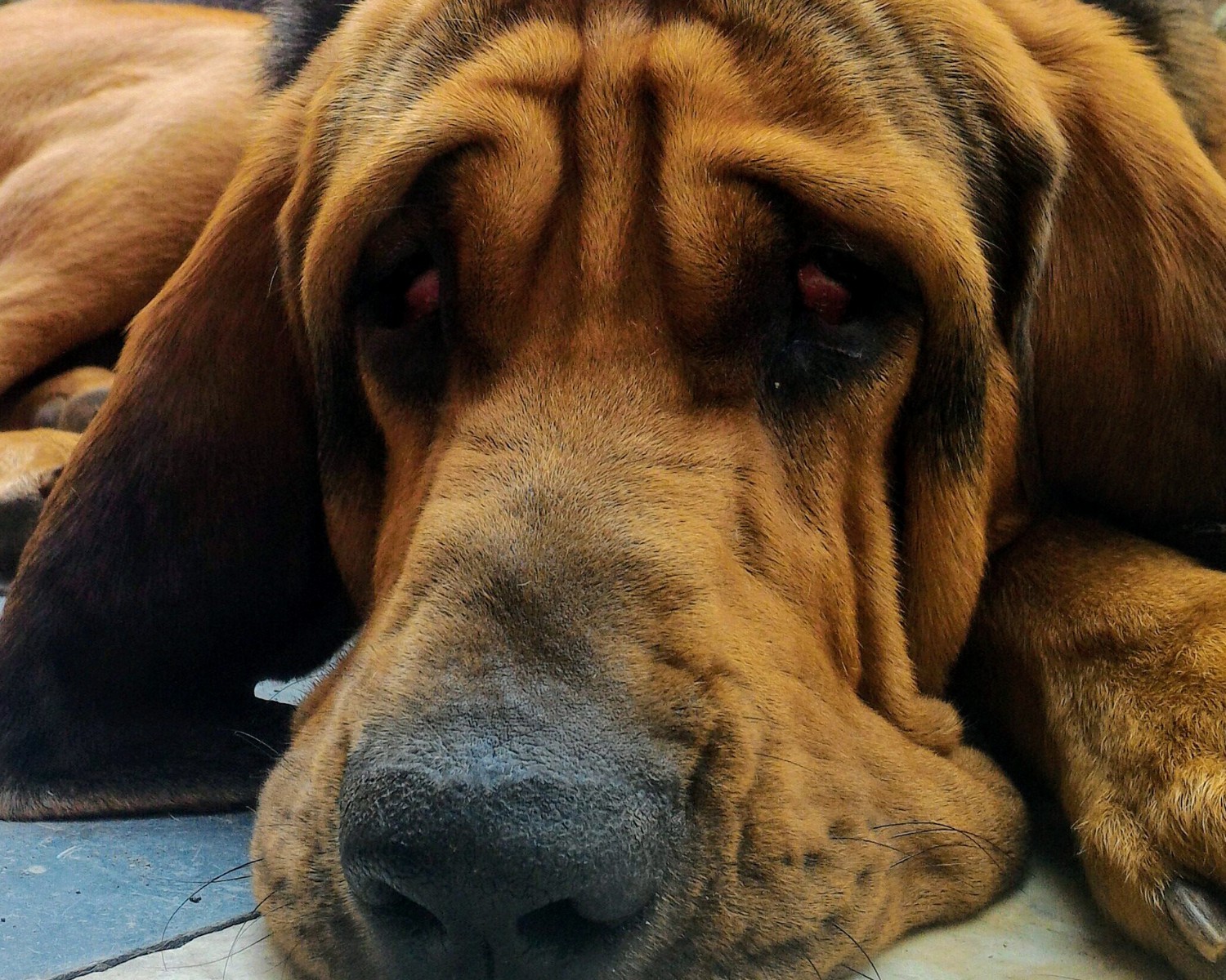 As dobrinhas presente no rosto dos cães bloodhound precisam ser higienizadas regularmente (Foto: Canva/Creative Commons)