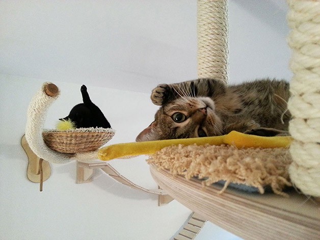 Gatos ainda podem tirar uma soneca lá em cima (Foto: Divulgação)