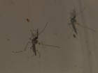 Brazlândia registra 3 em cada 10 casos confirmados de dengue no DF