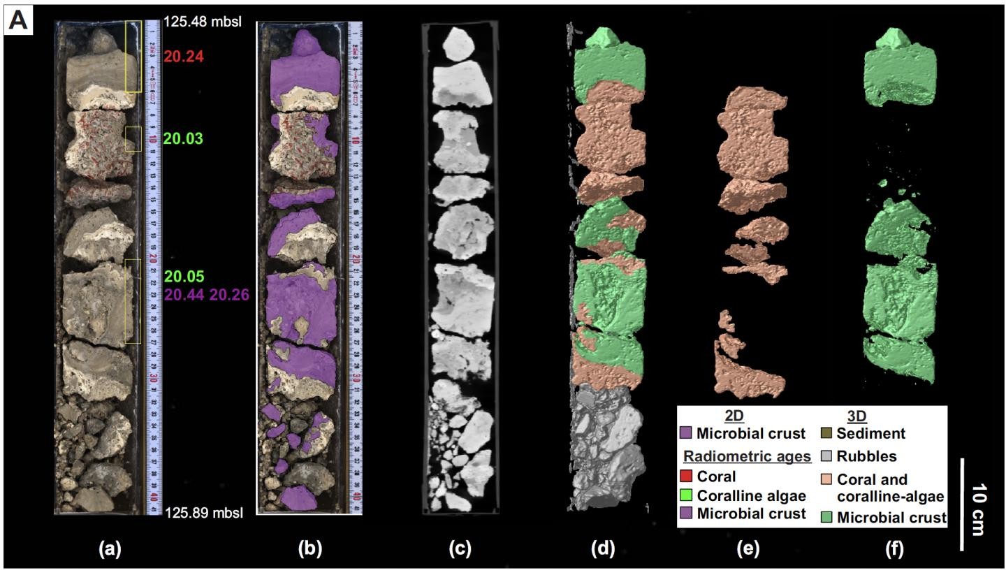 Amostras do núcleo do registro fóssil de microbialitas da Grande Barreira de Corais (Foto: University of Sidney)