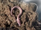 Cientistas monitoram ovos raros de 'dragões' em caverna na Eslovênia