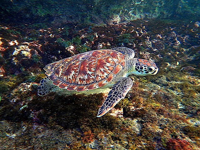Tartaruga-de-pente - Eretmochelys imbricata (Foto: DRVIP93 / Wikimedia Commons / CreativeCommons)