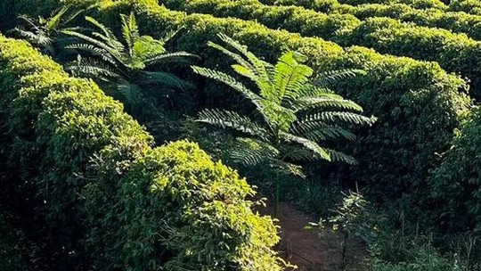 Produção global de café deve aumentar para 172,75 mi de sacas em 2023