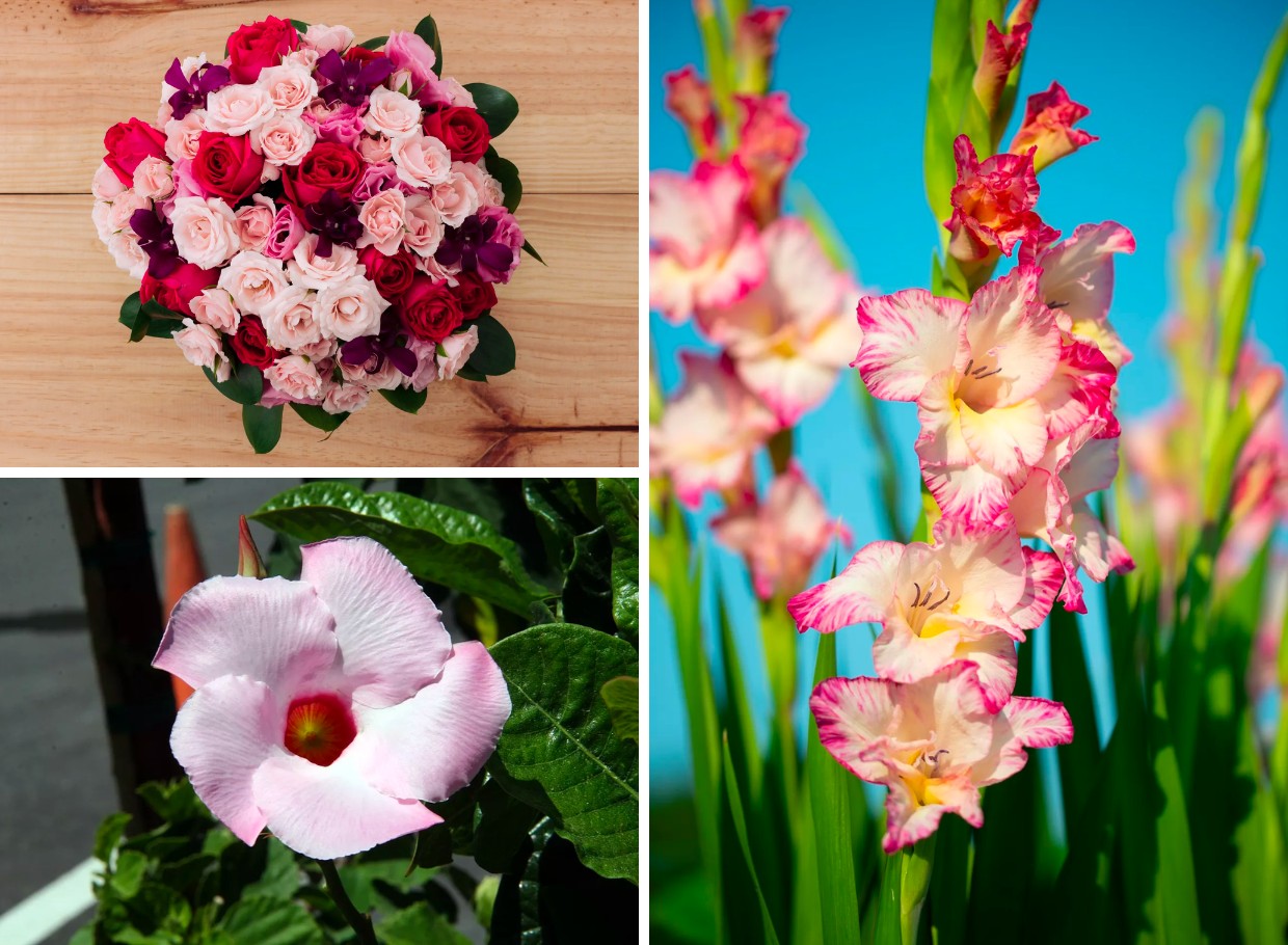 5 flores com boa oferta em outubro para colorir a casa - Casa e Jardim |  Paisagismo