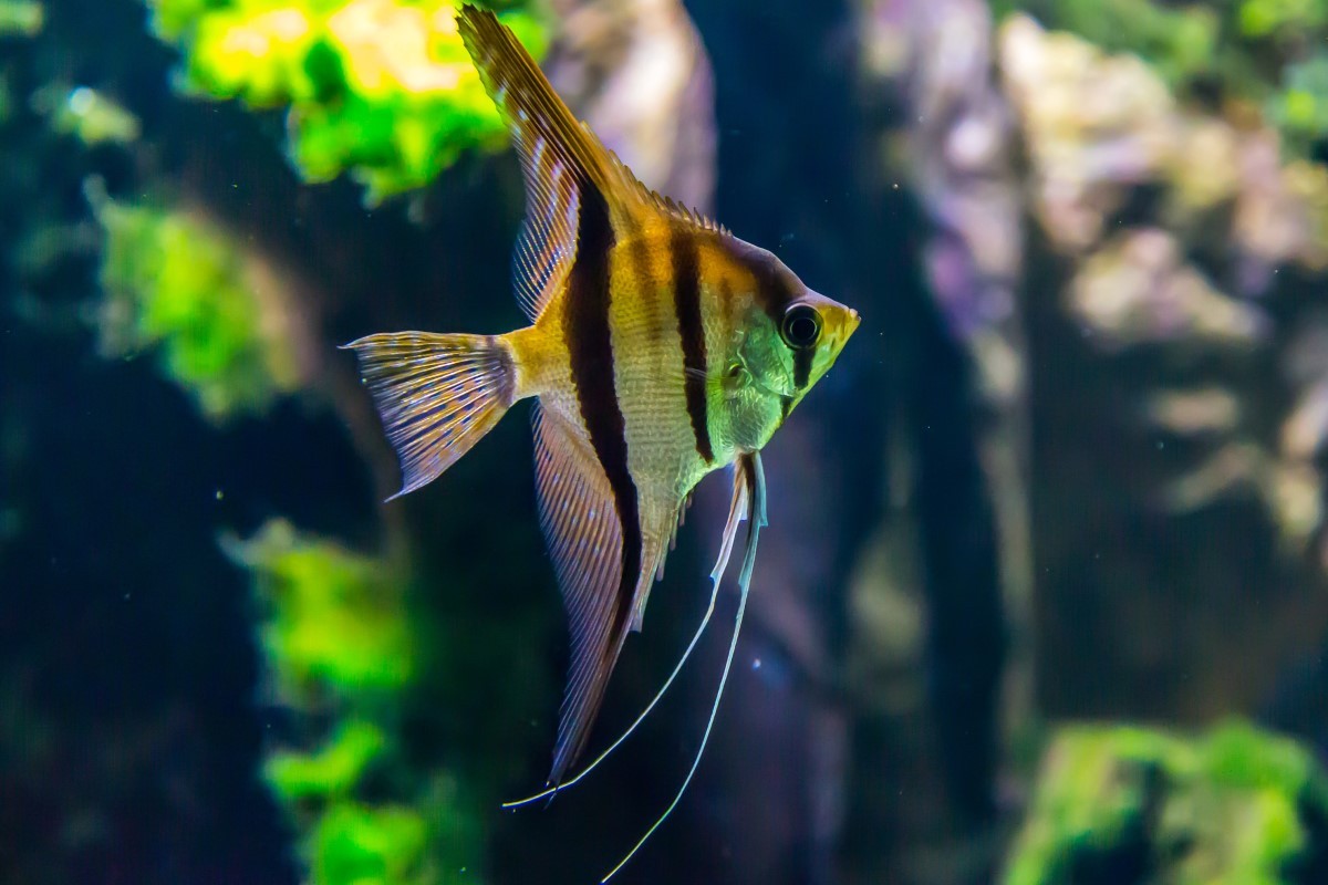 Os peixes podem nadar contra o vidro do aquário por diversos motivos, é preciso ficar atento  (Foto: Pexels/ Fahad AlAni/ CreativeCommons)