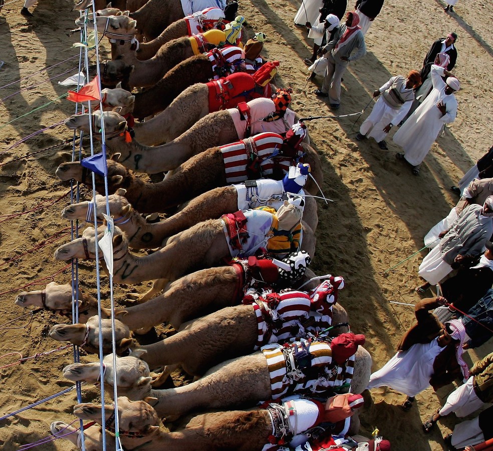 Corrida de camelo é algo comum no Catar — Foto: Getty Images
