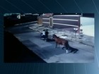 Égua prenhe é furtada enquanto pastava em lote baldio; veja vídeo