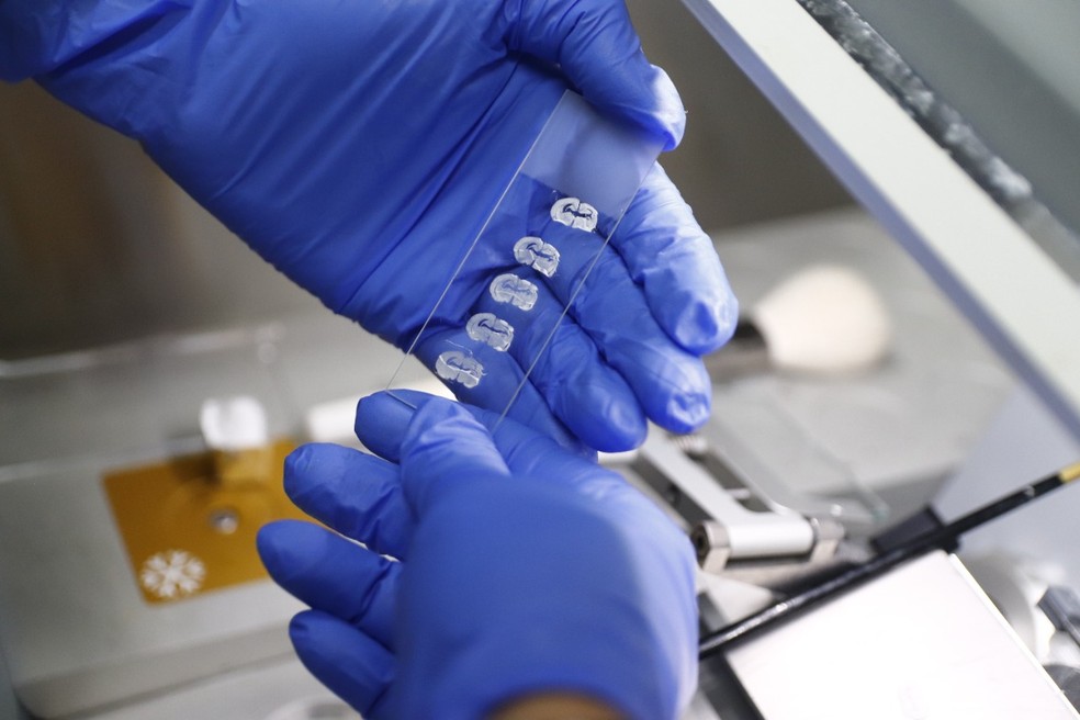 Plantação de cannabis será usada para desenvolvimento de pesquisas na UFRN — Foto: Wallacy Medeiros