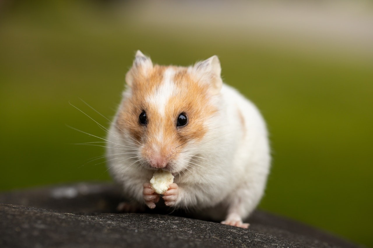 O pão não é um alimento indicado para o Hamster (Foto: pexels/sharon-snider-/CreativeCommons)