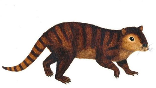 Fóssil do animal, que se assemelha a um castor, foi encontrado nos Estados Unidos (Foto: Sarah Shelley)