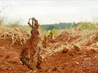 Calor em excesso prejudica novas plantações de café no sul de MG