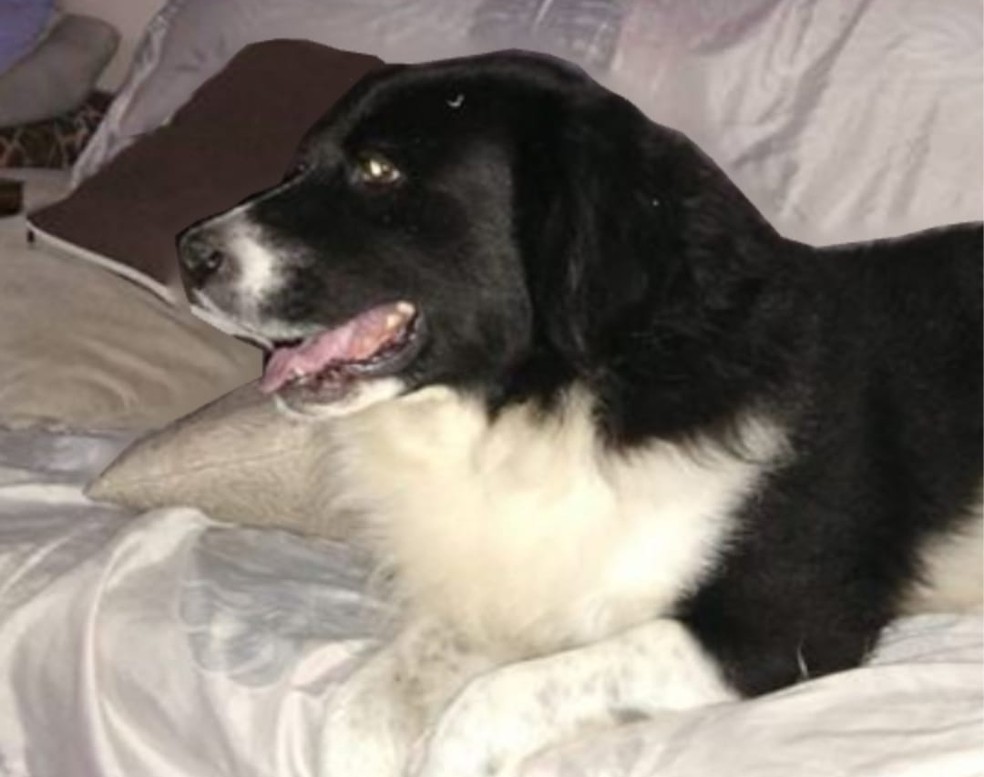 Bastião foi resgatado com vida e está recebendo cuidados veterinários — Foto: Arquivo pessoal