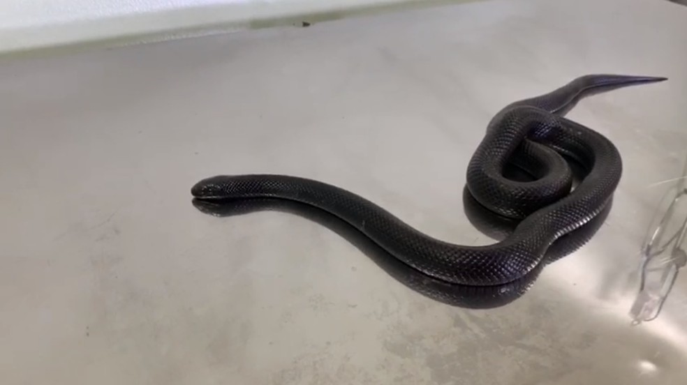 Moradores de Águas Claras encontraram a cobra na varanda do 4° andar do prédio — Foto: Divulgação Zoológico de Brasília