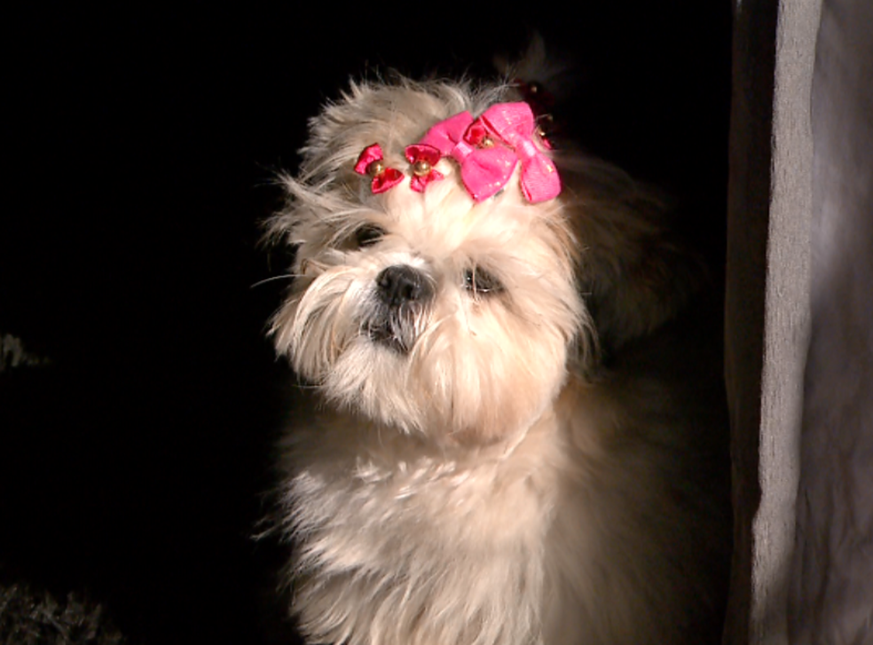 Cachorrinha Mel foi salva apÃ³s cair do 9Âº andar de prÃ©dio, em RibeirÃ£o Preto, SP (Foto: ReproduÃ§Ã£o EPTV)