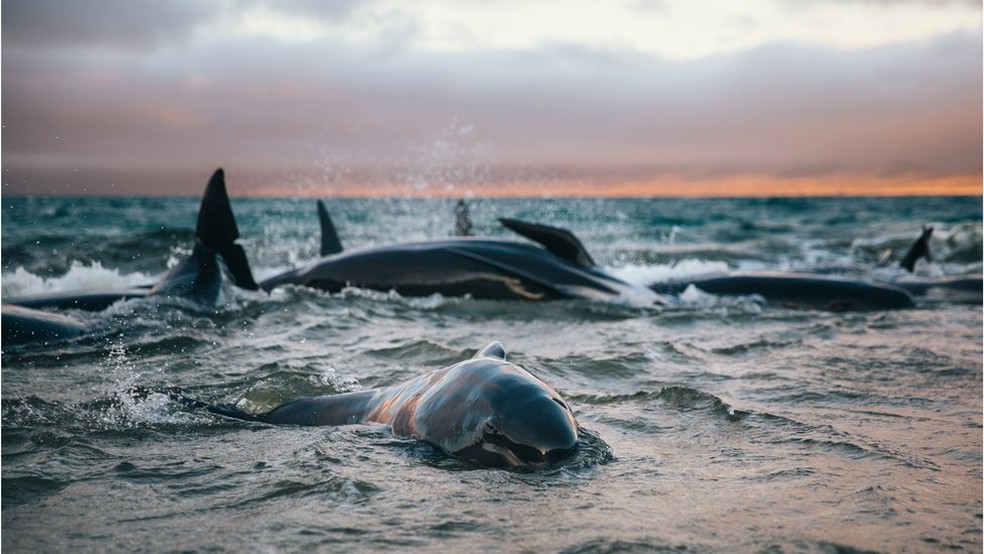 As baleias choravam e gritavam umas para as outras, lembra Liz, que ficou com elas no mar até chegar ajuda — Foto: Liz Carlson/BBC