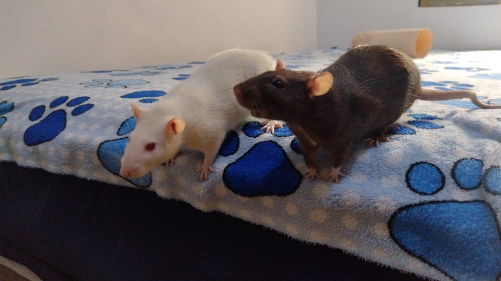 Pipoca e Kali são as mascotes da família — Foto: Arquivo pessoal/Erica Amorim