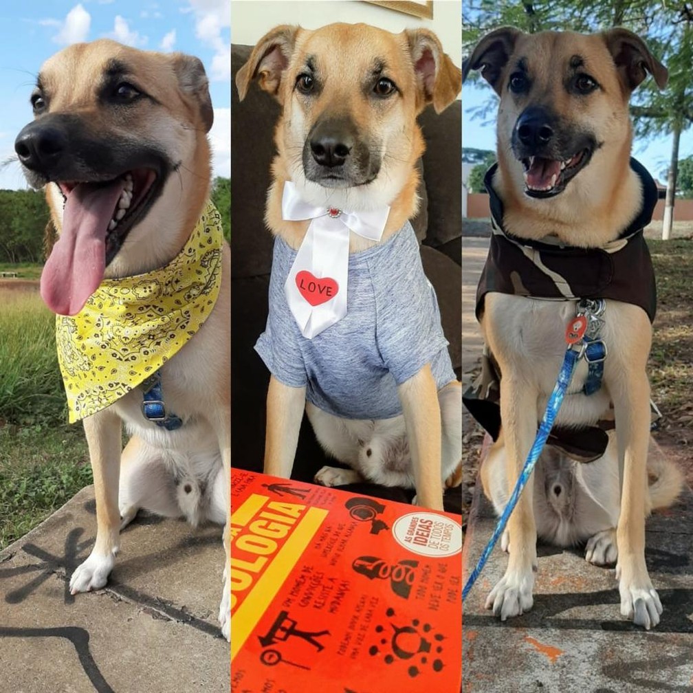 C&atilde;o Chico virou 'influencer' depois de destruir o quarto da dona &mdash; Foto: Arquivo pessoal