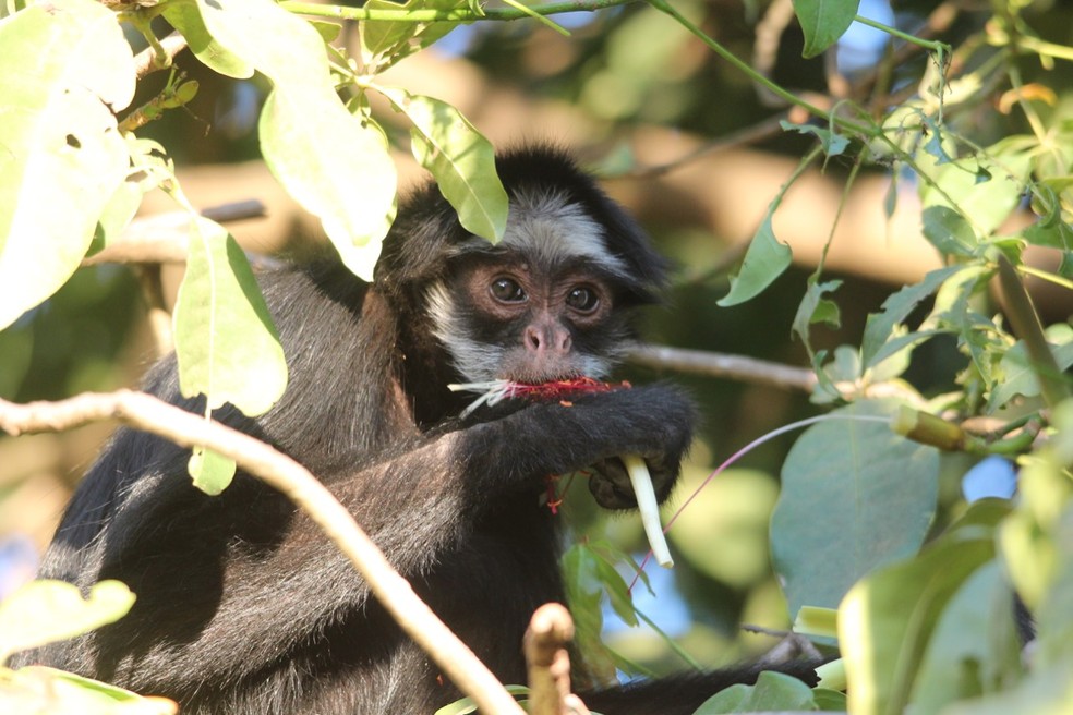Macaco-aranha-da-cara-branca é ameaçado de extinção — Foto: Arquivo pessoal