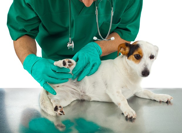 Ao perceber qualquer problema de saúde com o cão, o indicado é sempre procurar a orientação de um médico-veterinário de confiança (Foto: Pixabay / Laureetta Williams / CreativeCommons)
