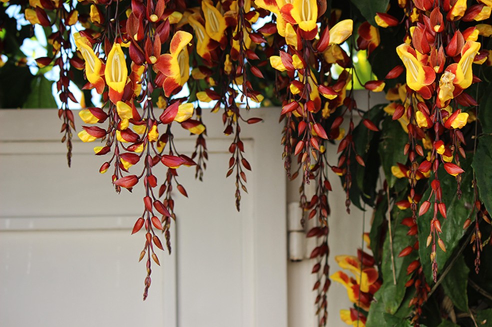 Sapatinho-de-judia é planta ornamental que atrai beija-flores | Terra da  Gente | G1