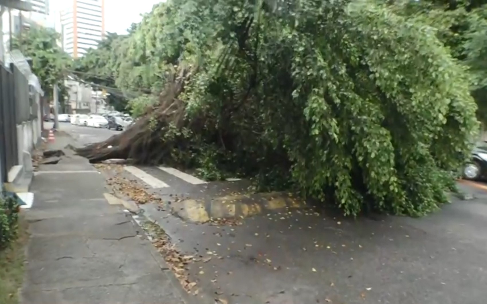 Chuva e ventania provocam alagamentos e quedas de árvores em Salvador; veja previsão do tempo para a BA nesta segunda