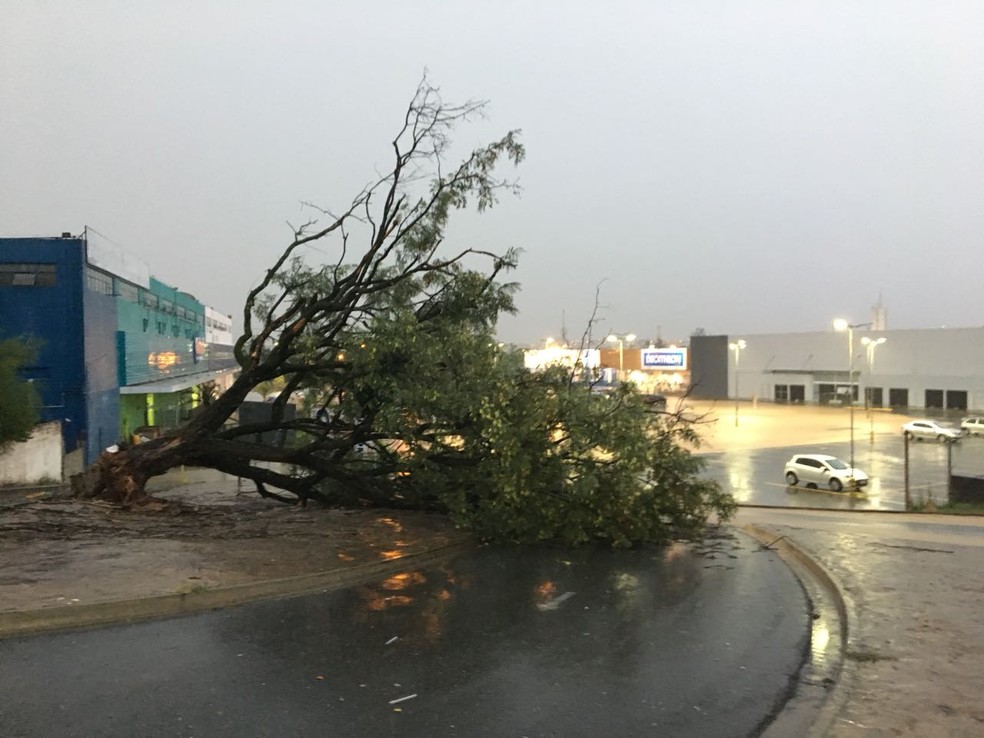 Morador registrou queda de árvore dentro de estacionamento de shopping na Vila Artura (Foto: Joab Clemente/Arquivo pessoal)