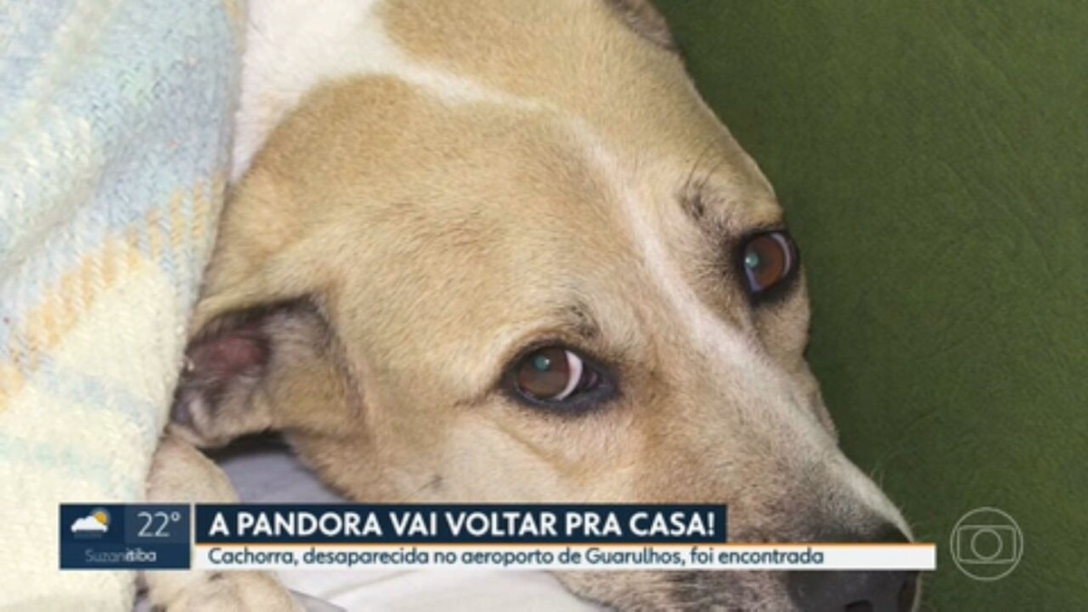 Pandora fica internada em clinic veterinário após ser localizada em Guarulhos; cachorra perdeu 8 kg após sumiço | São Paulo