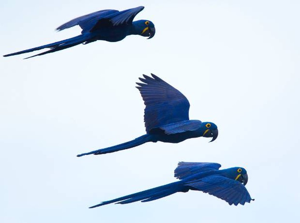 Arara azul é considerada vulnerável, com um número de 6.500 indivíduos de vida livre no Brasil. — Foto: Divulgação/ João Marcos Rosa