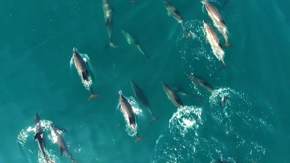 Golfinhos nadam na região da Esec de Tamoios, em Angra — Foto: Reprodução/TV Globo