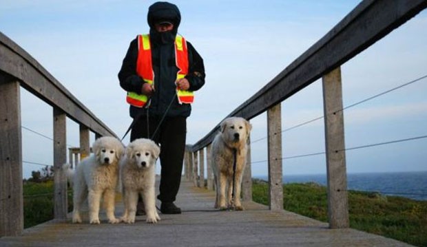  Com a chegada dos cães, a hierarquia da ilha mudou  (Foto: Warrnambool Council )