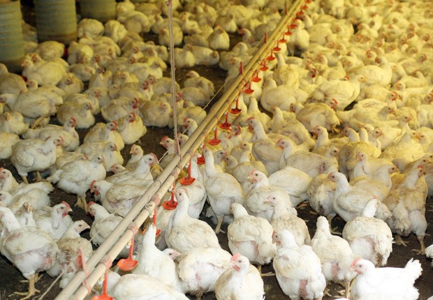 O faturamento do setor agropecuário paranaense deve crescer cerca de 3% em 2015, chegando a próximo de R$ 73 bilhões. A produção de carne de frango para exportação está entre os destaques do setor (Foto: Jonas Oliveira/ANPr)