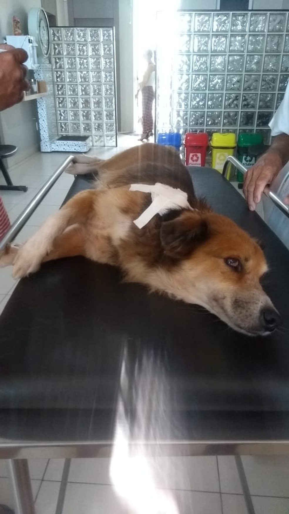 Cachorro levou um tiro durante assalto a estabelecimento, em Fortaleza — Foto: Mariany Barros